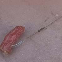 Hundeköder Altort.jpg